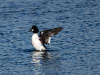 Schellente Männchen beim Flügelschlag